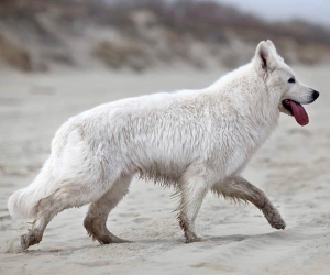 male white swiss shepherd named aslan