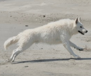 male white swiss shepherd named Atlas