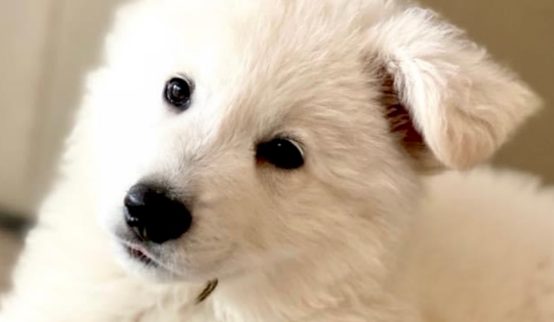 Helping Your White Swiss Shepherd Overcome Fear of Loud Noises