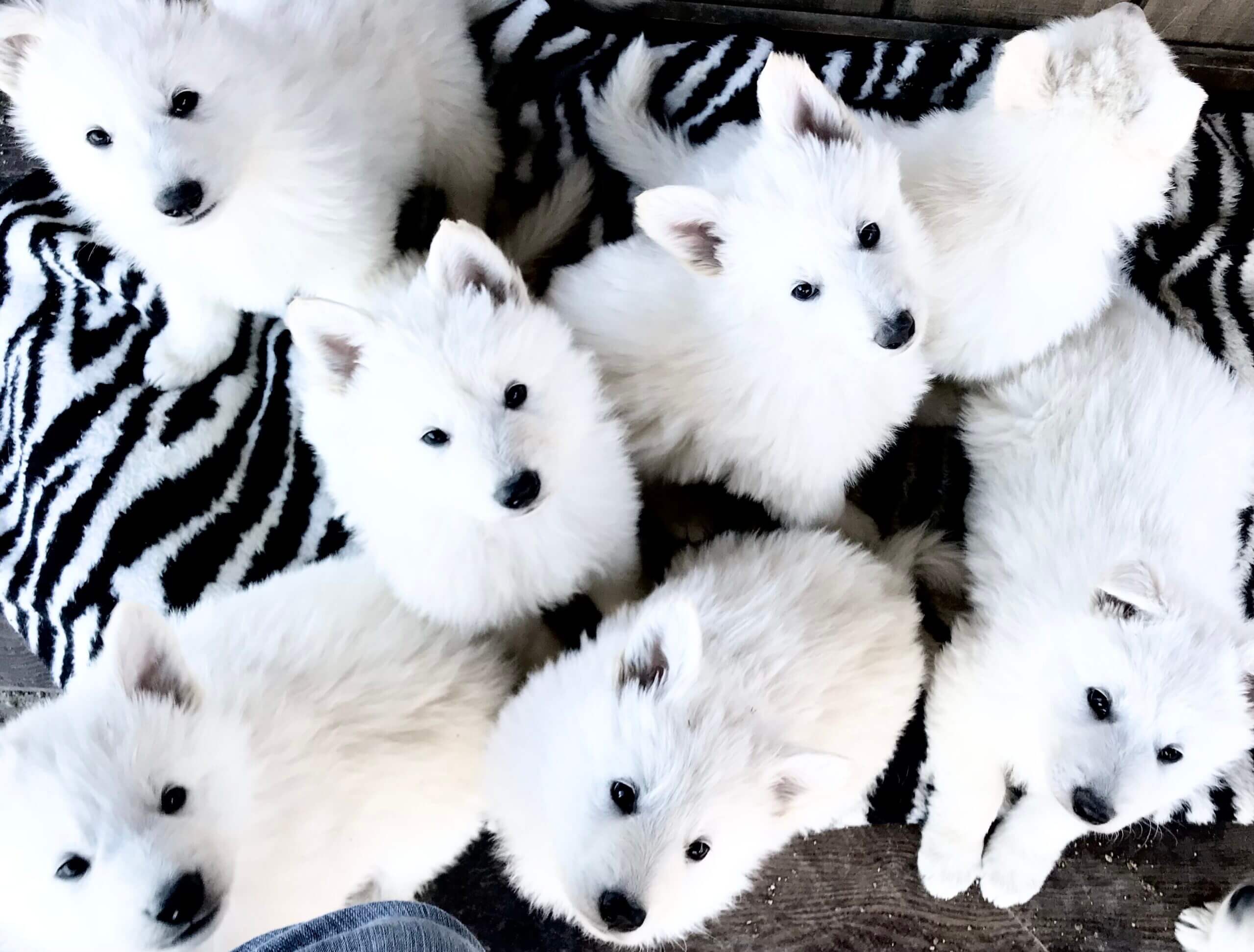 White-Swiss-Shepherd-PUppies-scaled