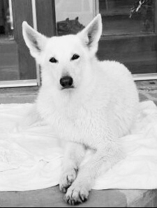 Shewa White Swiss Shepherd named Shewa
