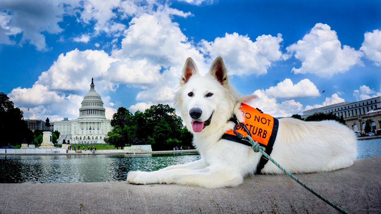 berger blanc suisse dog with service dog vest Berger Blanc Suisse dog in front of US capital building