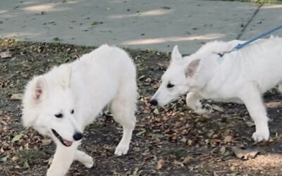 How to Stop Your White Swiss Shepherd Dog From Pulling on the Leash